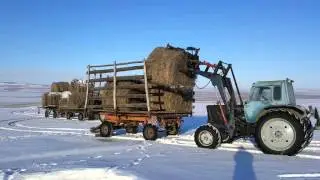Вывоз сена, погрузка. Декабрь 2015, январь 2016