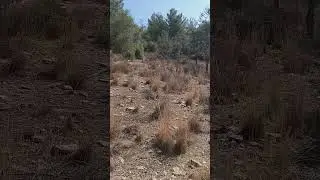 #Muğla #Milas da #Satılık #Zeytinlik #arazi anayola,denize,hava alanına yakın,6 dekar,
