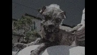 3 Страшных Случая С Собаками