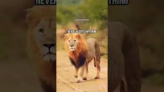 Teach People How to Treat you🔥| ft.LION #lion #lionquotes #lionattitudestatus
