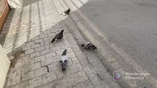Feeding Pigeons