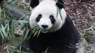 Mei Lan , aka Rou Rou , Roll Roll