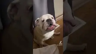 Dinosaur 🦖 #bulldog #englishbulldog #dogmom #bullies #bulldogs #bulldoglover