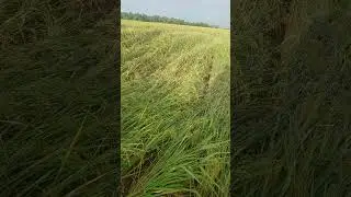 Rahasia Padi Terisi Penuh