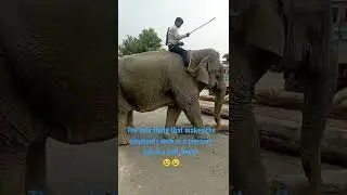 Jumbo