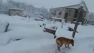 Утепление двери собаки