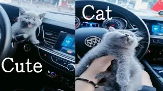 Cute and funny cat videos to keep you smiling