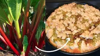 How to use Rhubarb to make a Healthy cake.