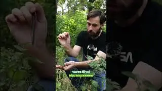 Can you eat black nightshade? Amazing facts!