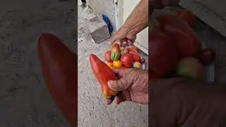 Нашъунамои кадуи навъи тилогӣ дар ҳавлии акаи Абдулло ш. Ҳисор..