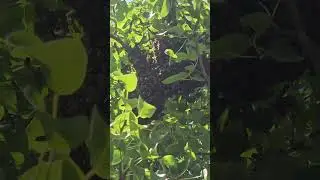 Поймали Очередной Рой Пчел В Дагестане  #РойПчел #пчелы