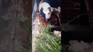 #морскаясвинка