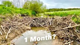 Beaver Dam Removal || Rebuilt?