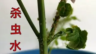 Organic and efficient insecticidal chili water