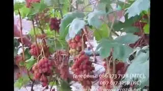 сорт винограда Ксения (Анжелика)