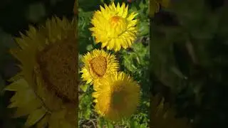 🍃🌻Wonderful garden lemon flowers 🍃🌻 #flowers #garden #shorts