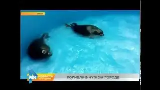 Две байкальские нерпы погибли в Омске