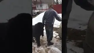 Пёс хочет мужика 3