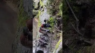 #wildducks