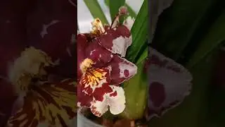 Первое домашнее цветение Камбрии