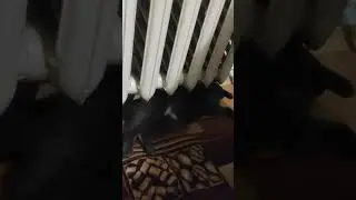 Кошкин вайб #крым