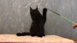 Черный солид кот Мейн-кун 3 месяца