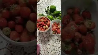 урожай 2 ой
