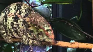ChamEO: Brevicornis Group Project - Antics of an annoyed and gravid female.