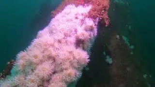 Wreck Diving Remolcador Reñaca, en Valparaíso.
