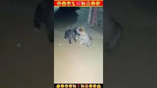 Dog |Baby Puppy |Puppy| Dog Cute Puppy |Puppydog #shorts #insaniyat #dog #puppy #animals #shortvideo