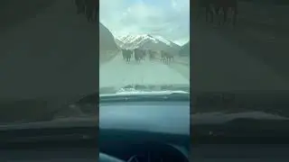 Обгон запрещен 😎