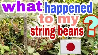 what happened in my string beans?