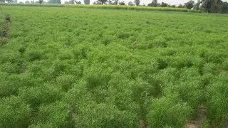 Jiru Pak Ni Kheti | jira ki kheti kaise kare | jiru kheti