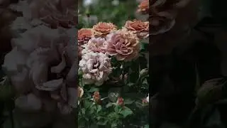 Молочно согревающий сорт розы Мокароса