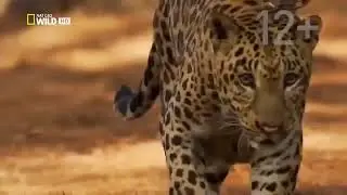 Животный мир Безумный кошки супер  хищник👍👍👍