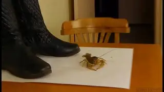 N63 Bug Crush Teaser - Black Boots and Crayfish