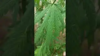 Most wanted....jamaican kush...like and please subscribe 😁