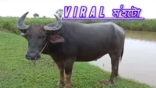 Viral ম'হটো।।new update vlogllll👌