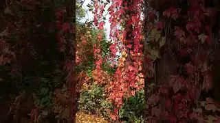 Дикий виноград