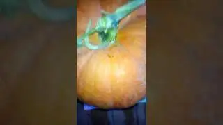 Тыква.Первый урожай.