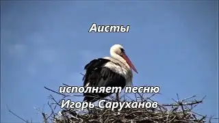 Аисты, исполняет  песню Игорь Саруханов