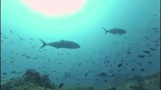 Águilas en el ancla del Sirio, Bajo de Fuera, Cabo de Palos, Julio de 2023