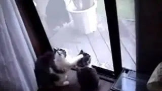 Spider Cats WMV V9