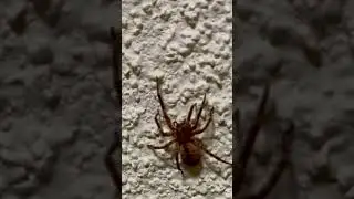 Monster-Spinne 😦 