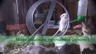 Монгольские песчанки (анонс)