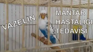MUHABBET KUŞU MANTAR HASTALIĞI VAZELİN TEDAVİSİ KESİN ÇÖZÜM