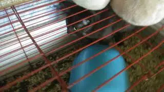 Кошка в клетки