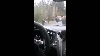 Bison!