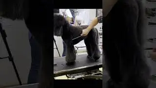 Rockstar Head Standard Poodle 