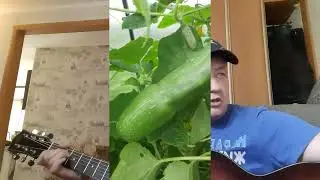 Пистоле4ный огурец